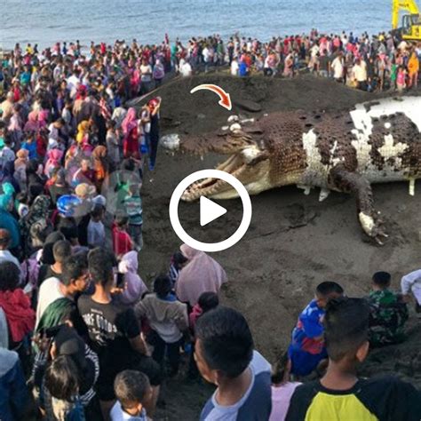 The Enigmatic Encounter with a Lifeless Albino Sea Creature