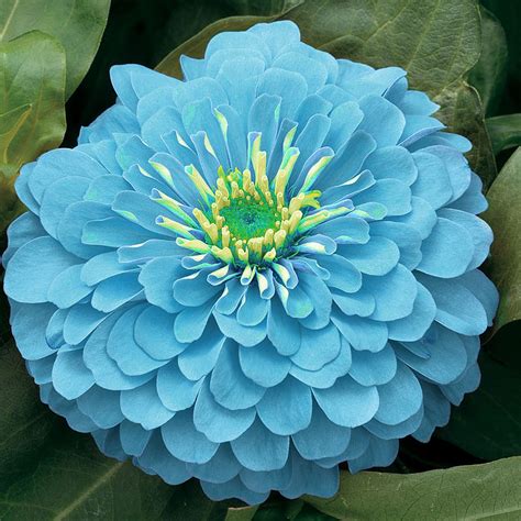 The Enigmatic Figure of Zinnia Blue