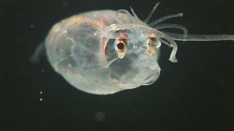 The Enigmatic Ghost Fish: Mysterious Denizens of the Deep Seas