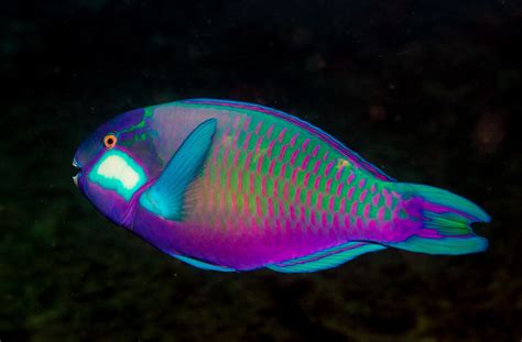 The Enigmatic Journey of Parrot Fish: Unveiling the Secrets from Birth to Adulthood