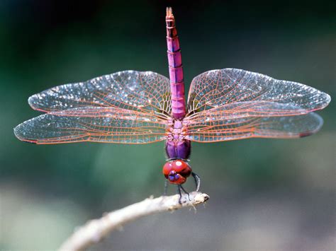 The Enigmatic Nature of Dragonflies