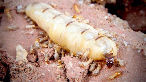 The Enigmatic Realm of Termite Colonies