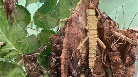 The Enigmatic Realm of Walking Stick Insects