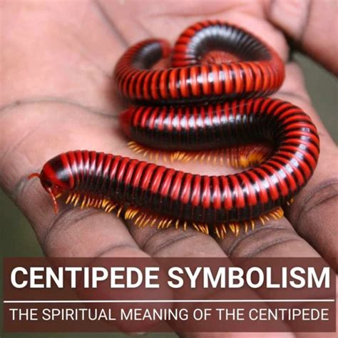 The Enigmatic Significance of Centipedes in Dreamscapes