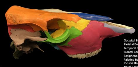 The Enigmatic Significance of a Bovine Cranium in One's Subconscious Reveries