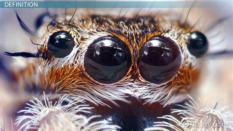 The Enigmatic Significance of a Dark Hirsute Arachnid