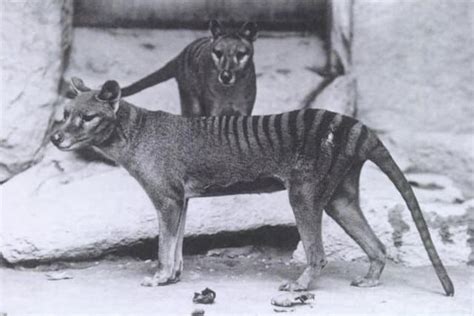 The Enigmatic Thylacine: An Elusive Symbol of Australia