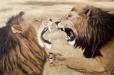 The Enigmatic Vision of Lion Combat
