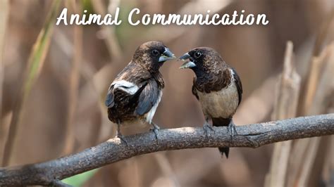 The Enigmatic World of Animal Communication