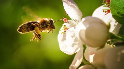 The Enigmatic World of Bees: Decoding their Intricate Behavior