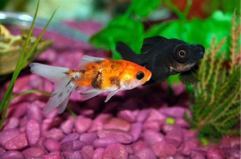 The Enigmatic World of Dreamy Goldfish