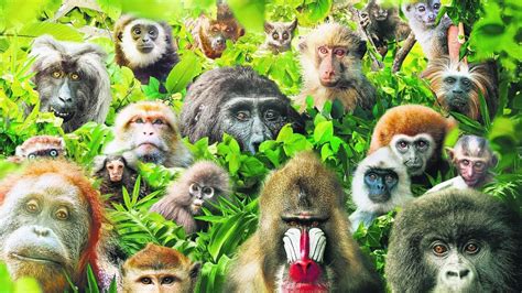 The Enigmatic World of Primates