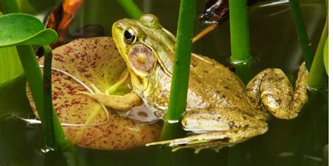 The Enigmatic World of Tiny Amphibian Reveries