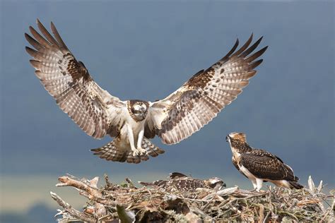 The Enormous Bird of Prey: An Unusual Encounter with Nature's Mighty Hunter