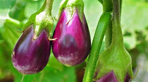 The Enthralling History of Eggplant Tree: From Timeless Origins to Contemporary Cultivation