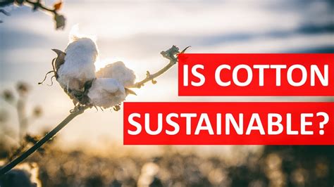 The Environmental Impact of Cotton Balls: Sustainable Alternatives