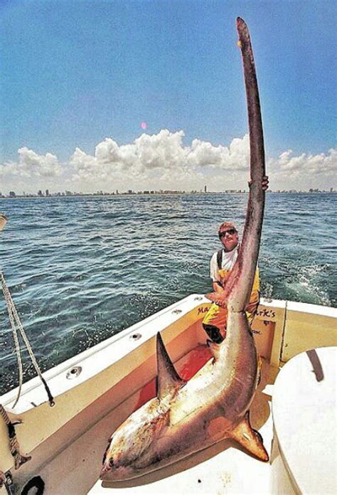 The Excitement of Landing a Shark: Tales from Seasoned Anglers