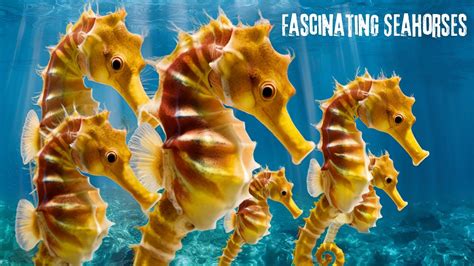 The Fascinating Adaptations of Seahorses to Their Environment