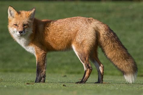 The Fascinating Behaviors and Patterns of Foxes