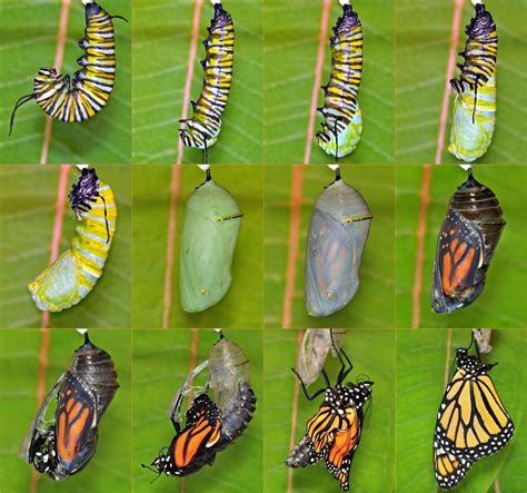 The Fascinating Evolution of Butterfly Wings