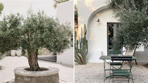 The Fascinating Historical Background and Rich Cultural Significance of Olive Trees