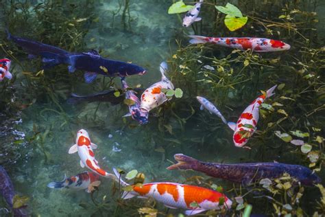 The Fascinating History and Profound Cultural Significance of Majestic Koi Fish
