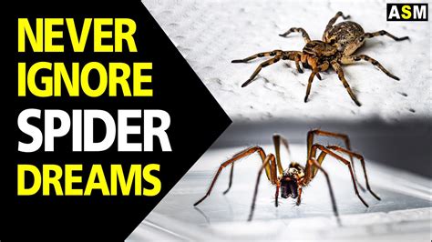 The Fascinating Interpretations of Spider Dreams