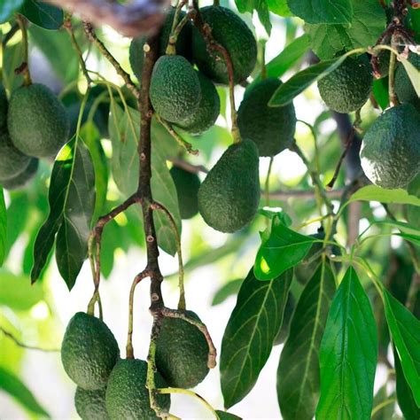 The Fascinating Journey of Discovering White Avocados