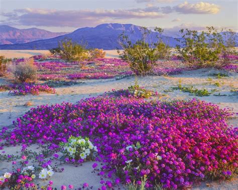 The Fascinating Journey of Wild Flowers: Experiencing the Enchanting Transformation from Tiny Seeds to Colorful Blossoms