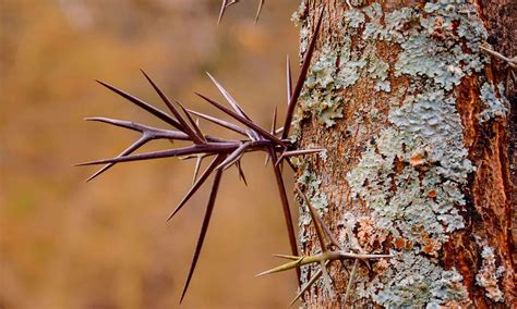 The Fascinating Past of the Majestic Thorn Tree