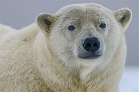 The Fascinating Realm of Arctic Ursus visions