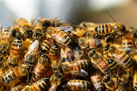 The Fascinating Realm of Dreaming about Swarms of Tiny Insects