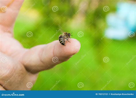 The Fascinating Realm of Dreams: Bee Sting On Hand