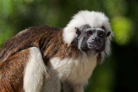 The Fascinating Realm of Malignant Primates in Reveries