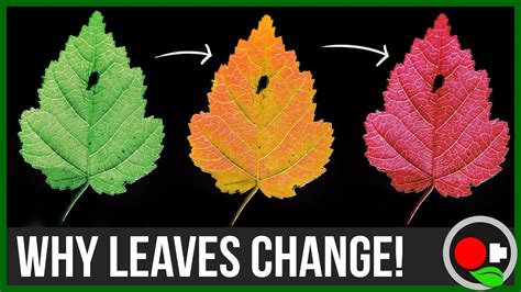 The Fascinating Science Behind the Brilliant Transformation of Leaves to a Beautiful Shade of Yellow