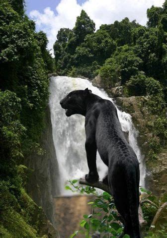 The Fascinating Significance of Being Devoured by a Majestic Panther