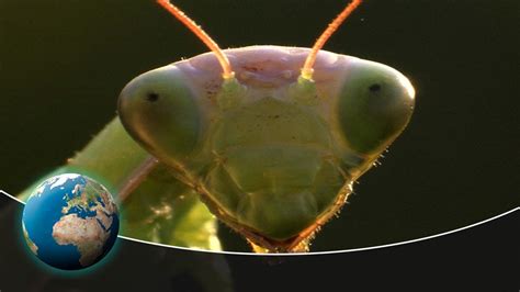 The Fascinating World of Insect Reveries