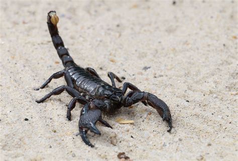 The Fascinating and Enigmatic Traits of Scorpions