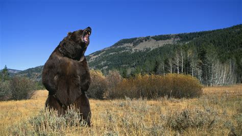 The Fear and Anxiety Associated with Bear Attacks