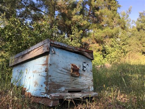 The Figurative Analysis of an Abandoned Beehive: Insights into Personal Evolution