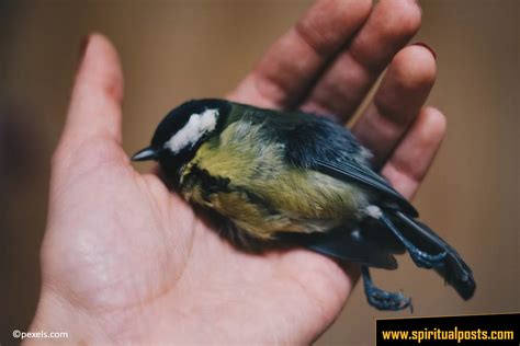 The Fragility of Innocence: Decoding the Symbolic Dead Baby Bird