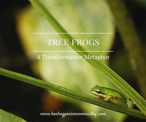 The Frog Man: A Metaphor for Transformation and Renewal