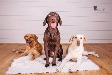 The Fulfillment and Delight of Having a Pack: Exploring the Rewards of Owning Multiple Dogs