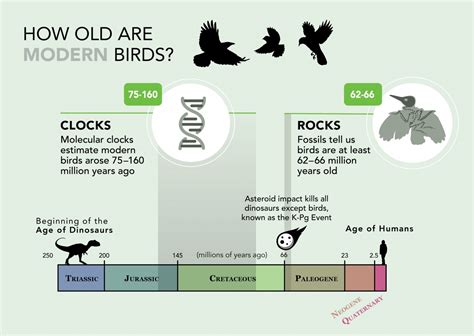 The Future of Battle Between Giant Wild Birds: Evolving the Activity for Modern Spectators