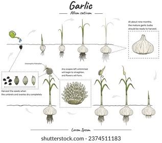 The Garlic Tree: Unveiling the Enchanting Legend