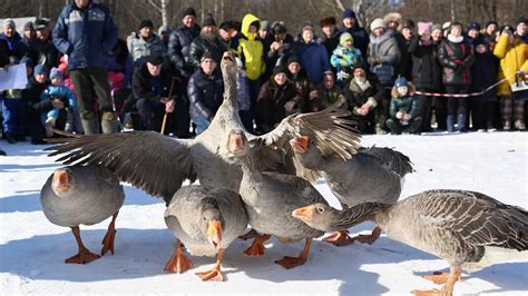 The Goose Fighting Arena: A Glimpse into the World of High-Stakes Competition