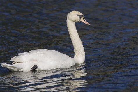 The Graceful Beauty of Swans: A Visual Delight