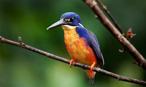 The Habitat of the Enigmatic Azure Songbird: Locating the Elusive Creature