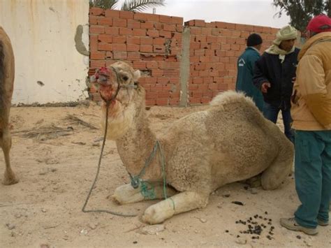 The Hazards of Camel Bites: Possible Infections