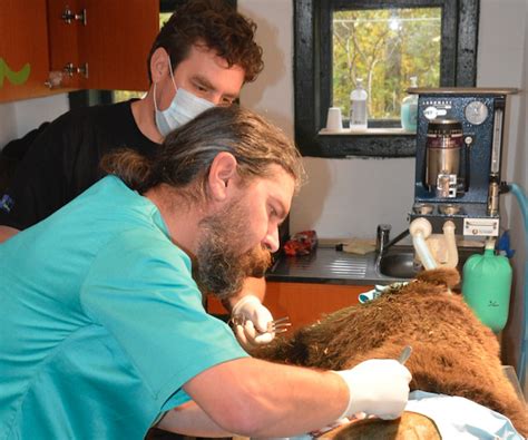 The Healing Journey: Transforming the Injured Bear Within